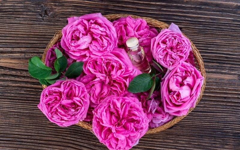 Cơ chế tác động của tế bào gốc hoa hồng Damask