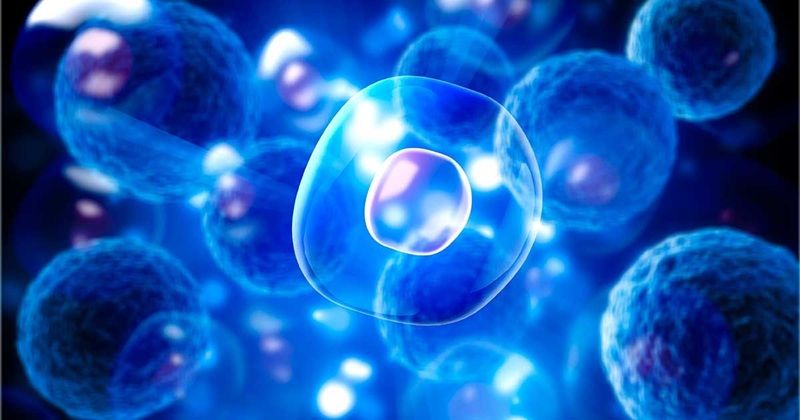 50.000 USD mỗi lần sử dụng tế bào gốc – Lý do nào khiến giới thượng lưu vẫn theo đuổi liệu pháp này?